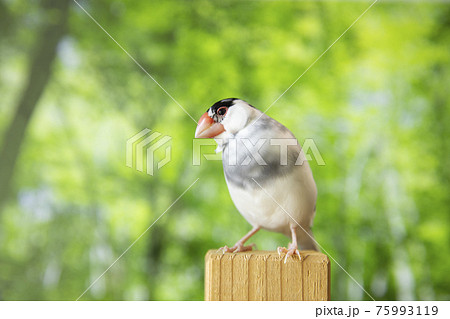 森の中の桜文鳥のオス 75993119