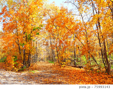 Road in autumn forest Road in autumn forest 75993143