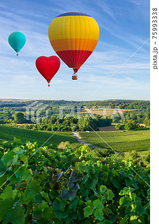 Colorful hot air balloons flying over champagne Vineyards at sunset montagne de Reims Colorful hot air balloons flying over champagne Vineyards at sunset montagne de Reims 75993338