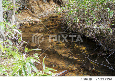 雪解け水が流れる山間部の小川　宮城県白石市 75993498