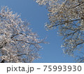 道の両端から伸びた桜の枝先には花がいっぱいで、空を取り合っているようだう 75993930