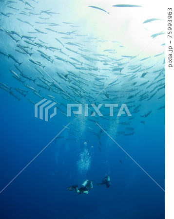 ブラックフィンバラクーダの群れとスクーバダイバー (ランギロア環礁、ツアモツ諸島、仏領ポリネシア) ブラックフィンバラクーダの群れとスクーバダイバー (ランギロア環礁、ツアモツ諸島、仏領ポリネシア) 75993963