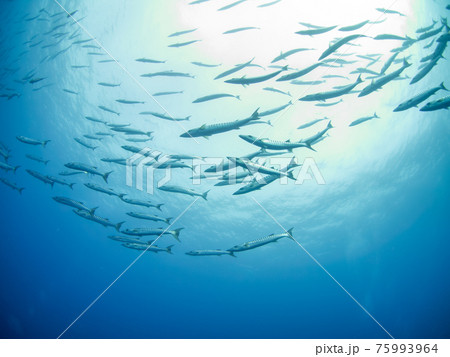 ブラックフィンバラクーダの群れ (ランギロア環礁、ツアモツ諸島、仏領ポリネシア) ブラックフィンバラクーダの群れ (ランギロア環礁、ツアモツ諸島、仏領ポリネシア) 75993964