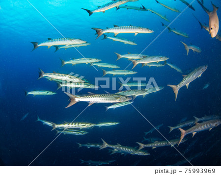 ブラックフィンバラクーダの群れ (ランギロア環礁、ツアモツ諸島、仏領ポリネシア) 75993969