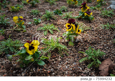 パンジーの花 75994232