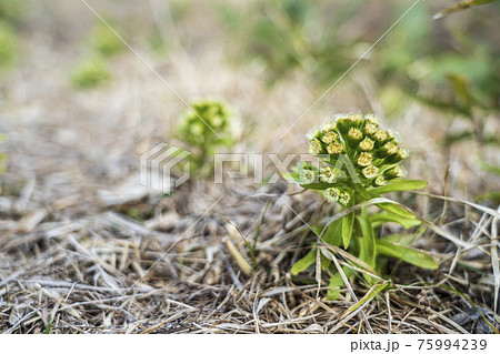 フキノトウの花 宮城県白石市の写真素材