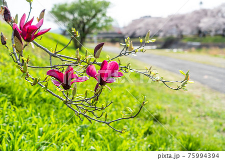 春の花木　紫木蓮の花 75994394