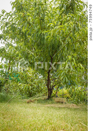 Young nectarine tree in the summer orchard. Young nectarine tree in the summer orchard. 75994749