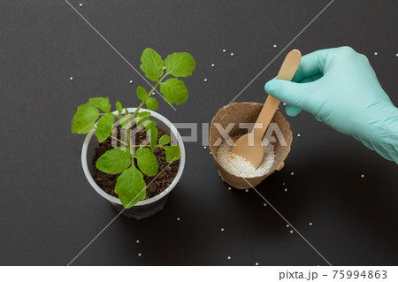 Farmer hand with chemical fertilizer for young tomato plant. Farmer hand with chemical fertilizer for young tomato plant. 75994863