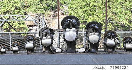 たぬき たぬき 75995224