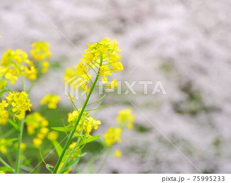 菜の花と桜2 菜の花と桜2 75995233