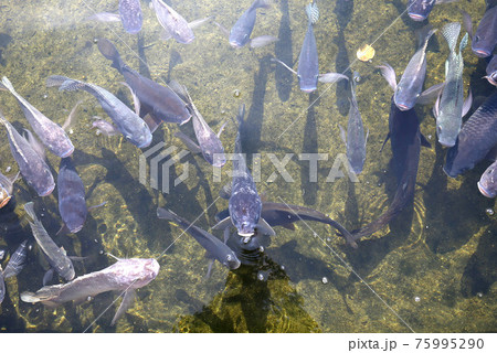 魚 75995290