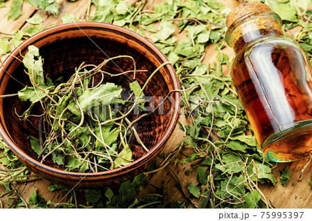 Orthilia secunda,healing herbs 75995397