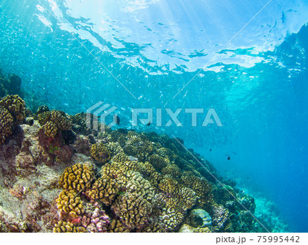 珊瑚礁で群れるユゴイの仲間 (ランギロア環礁、ツアモツ諸島、仏領ポリネシア) 珊瑚礁で群れるユゴイの仲間 (ランギロア環礁、ツアモツ諸島、仏領ポリネシア) 75995442