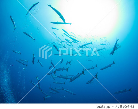 ブラックフィンバラクーダの群れ (ランギロア環礁、ツアモツ諸島、仏領ポリネシア) 75995443
