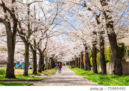 桜満開の公園 郊外の住宅地 桜満開の公園 郊外の住宅地 75995492