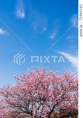 春 青空に映えるの満開の花桃 春 青空に映えるの満開の花桃 75995562