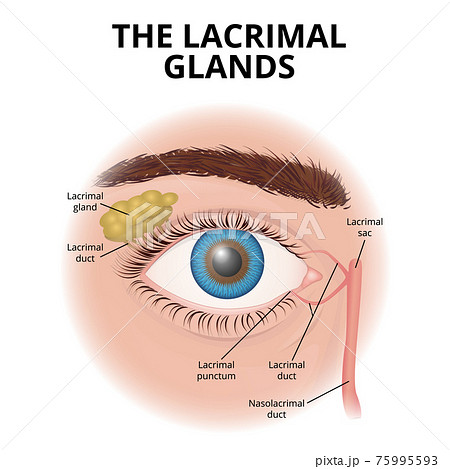 Structure of the human eye and lacrimal glands 75995593