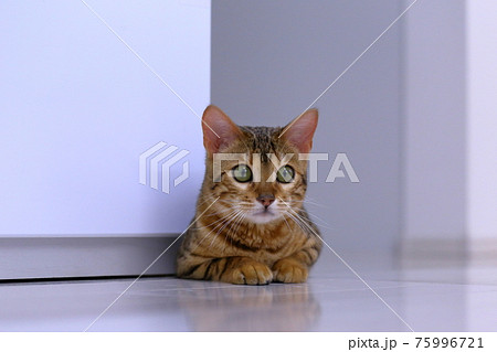 ヒョウ柄がとても綺麗なまだあどけない顔のベンガル 75996721