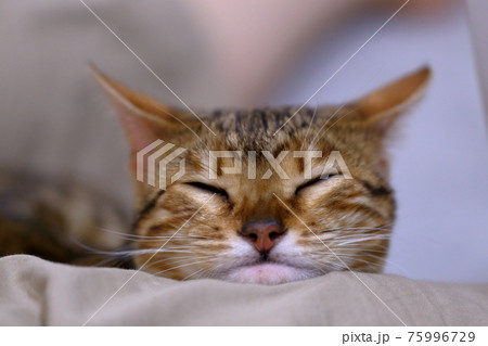 ヒョウ柄がとても綺麗なまだあどけない顔のベンガル 75996729