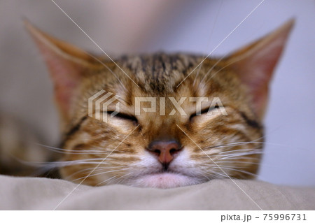 ヒョウ柄がとても綺麗なまだあどけない顔のベンガル 75996731