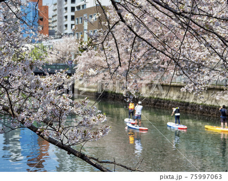 大横川の桜とスタンドアップパドルボードでの花見 75997063
