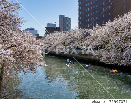 大横川の桜とスタンドアップパドルボードでの花見 75997071