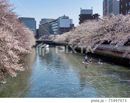 大横川の桜とスタンドアップパドルボードでの花見 大横川の桜とスタンドアップパドルボードでの花見 75997073