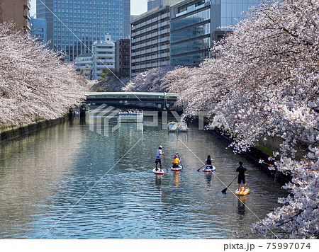 大横川の桜とスタンドアップパドルボードでの花見 大横川の桜とスタンドアップパドルボードでの花見 75997074