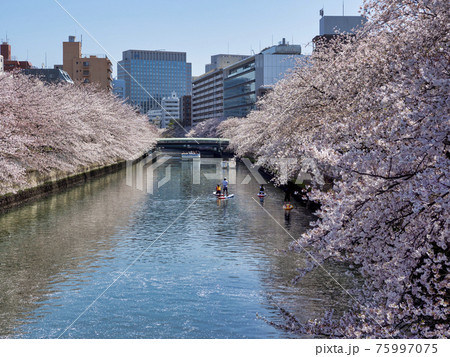 大横川の桜とスタンドアップパドルボードでの花見 大横川の桜とスタンドアップパドルボードでの花見 75997075