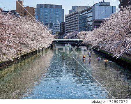 大横川の桜とスタンドアップパドルボードでの花見 大横川の桜とスタンドアップパドルボードでの花見 75997076