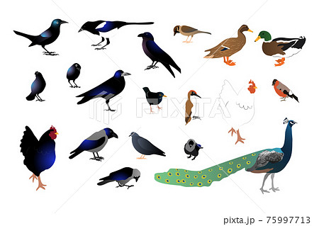 Set of different wild birds. Isolated on white background Set of different wild birds. Isolated on white background 75997713