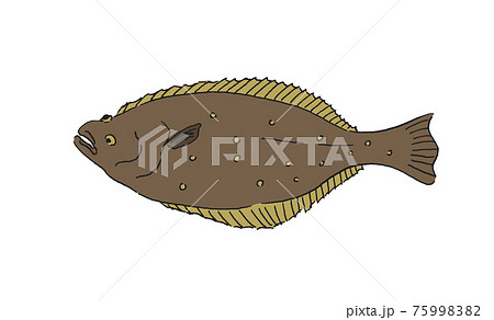 ひらめのイラスト 手描きのイラスト素材 7599