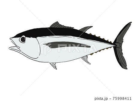 マグロのイラスト 手描きのイラスト素材 マグロのイラスト 手描きのイラスト素材