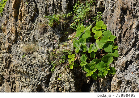 斜面の野草 斜面の野草 75998495