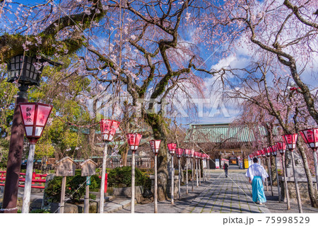 (静岡県)三嶋大社 境内の桜が満開 (静岡県)三嶋大社 境内の桜が満開 75998529