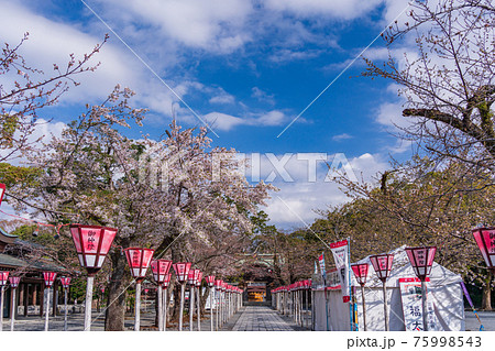 （静岡県）三嶋大社　境内の桜が満開 75998543