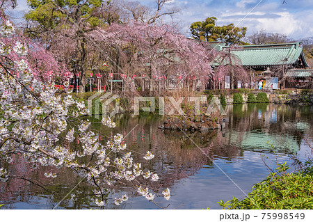（静岡県）三嶋大社　境内の桜が満開 75998549