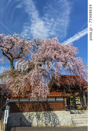 枝垂桜が満開の極楽寺 枝垂桜が満開の極楽寺 75998634