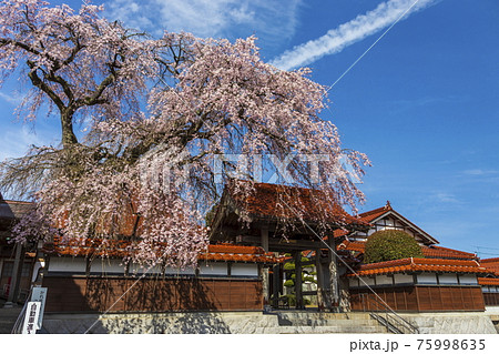 枝垂桜が満開の極楽寺 75998635