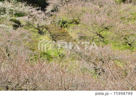 【奈良県五條市】賀名生梅林の梅 【奈良県五條市】賀名生梅林の梅 75998799