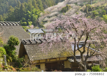 【奈良県五條市】賀名生梅林の梅 【奈良県五條市】賀名生梅林の梅 75998802
