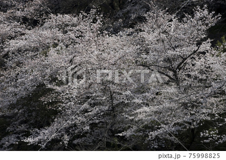 桜 75998825