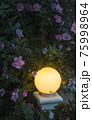 Yellow round night lantern in flower bush on dark background. Beautiful spring nature decoration. Lamplight in floral branches vertical wallpaper. Evening outdoor colorful backdrop 75998964