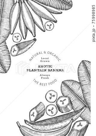 Hand drawn sketch style plantain banner. Organic fresh fruit vector illustration. Retro exotic banana fruit design template Hand drawn sketch style plantain banner. Organic fresh fruit vector illustration. Retro exotic banana fruit design template 75998985