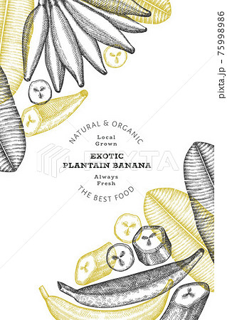 Hand drawn sketch style plantain banner. Organic fresh fruit vector illustration. Retro exotic banana fruit design template Hand drawn sketch style plantain banner. Organic fresh fruit vector illustration. Retro exotic banana fruit design template 75998986