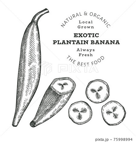 Hand drawn sketch style plantain. Organic fresh food vector illustration isolated on white background. Retro exotic fruit illustration. Engraved style botanical picture. Hand drawn sketch style plantain. Organic fresh food vector illustration isolated on white background. Retro exotic fruit illustration. Engraved style botanical picture. 75998994