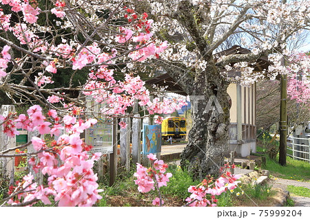 紅白の桜に包まれて「いすみ鉄道・西畑駅」 紅白の桜に包まれて「いすみ鉄道・西畑駅」 75999204