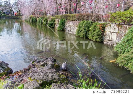 (静岡県)三嶋大社 池のカメ (静岡県)三嶋大社 池のカメ 75999222