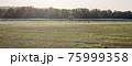 Rural scenery with cows, fields and forest. Grassland on day panorama. Nature countryside horizontal landscape. Pasture summer scene with copy space. 75999358